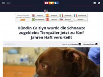 Bild zum Artikel: Hündin Caitlyn wurde die Schnauze zugeklebt: Tierquäler jetzt zu fünf Jahren Haft verurteilt