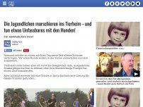 Bild zum Artikel: Die Jugendlichen marschieren ins Tierheim - und tun etwas Unfassbares mit den Hunden!