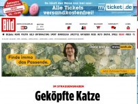 Bild zum Artikel: Im Straßengraben - Geköpfte Katze entdeckt!