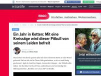 Bild zum Artikel: Ein Jahr in Ketten: Mit eine Kreissäge wird dieser Pitbull von seinem Leiden befreit