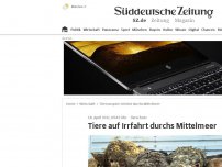 Bild zum Artikel: 1678 Rinder auf einer Irrfahrt durchs Mittelmeer