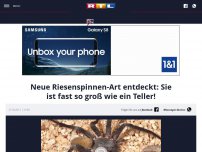 Bild zum Artikel: Neue Riesenspinnen-Art entdeckt: Sie ist fast so groß wie ein Teller