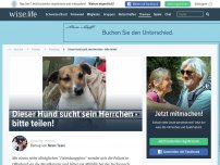 Bild zum Artikel: Dieser Hund sucht sein Herrchen - bitte teilen!