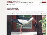 Bild zum Artikel: Problemstorch in Brandenburg: Ronny nervt wieder