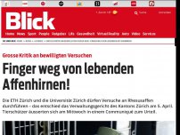 Bild zum Artikel: Grosse Kritik an bewilligten Versuchen: Finger weg von lebenden Affenhirnen!