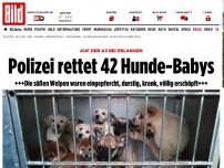 Bild zum Artikel: Auf der A3 bei Erlangen - Illegaler Welpentransport mit 42 Hunden gestoppt