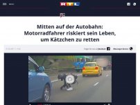 Bild zum Artikel: Mitten auf der Autobahn: Motorradfahrer riskiert sein Leben, um Kätzchen zu retten