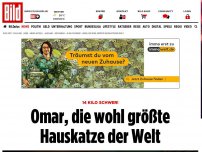 Bild zum Artikel: 14 Kilo schwer! - Omar, die wohl größte Hauskatze der Welt