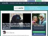 Bild zum Artikel: Bei Unfall auf A4 entlaufen: Sonst heilt Arisha Menschen, jetzt braucht die Hündin unsere Hilfe