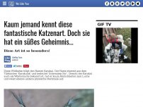 Bild zum Artikel: Kaum jemand kennt diese fantastische Katzenart. Doch sie hat ein süßes Geheimnis...