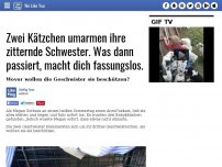 Bild zum Artikel: Zwei Kätzchen umarmen ihre zitternde Schwester. Was dann passiert, macht dich fassungslos.