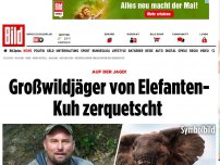 Bild zum Artikel: Auf der Jagd! - Großwildjäger von Elefanten-Kuh zerquetscht