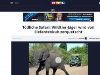 Bild zum Artikel: Tödliche Safari: Wildtier-Jäger wird von Elefantenkuh zerquetscht