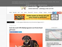 Bild zum Artikel: Auch das noch! SPD-Wahlprogramm von Partei-Hund gefressen