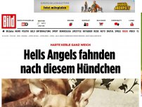 Bild zum Artikel: Aus Truck geklaut - Hells Angels fahnden nach diesem Hündchen