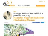 Bild zum Artikel: Hitzetipps für Hunde: Was ist hilfreich, gefährlich oder giftig? - von Tierarzt