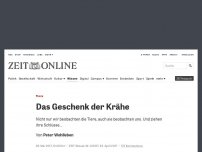 Bild zum Artikel: Tiere: Das Geschenk der Krähe