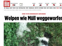 Bild zum Artikel: Zwei tote Hundebabys - Welpen wie Müll weggeworfen