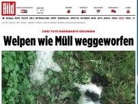 Bild zum Artikel: Tote Hunde gefunden - Welpen wie Abfall entsorgt