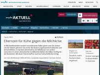 Bild zum Artikel: Elternzeit für Kühe gegen die Milchkrise