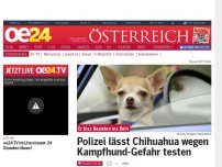Bild zum Artikel: Polizei lässt Chihuahua wegen Kampfhund-Gefahr testen