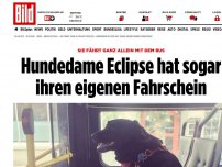 Bild zum Artikel: Mit Fahrkarte am Halsband - Hundedame Eclipse fährt alleine Bus