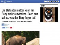 Bild zum Artikel: Die Elefantenmutter kann ihr Baby nicht aufwecken. Doch nun schau, was der Tierpfleger tut!
