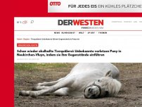 Bild zum Artikel: Schon wieder ekelhafte Tierquälerei: Unbekannte verletzen Pony in Neukirchen-Vluyn, indem sie ihm Gegenstände einführen
