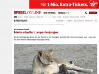 Bild zum Artikel: Einzigartiger Vorfall: Löwin adoptiert Leopardenjunges