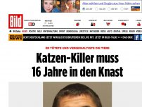 Bild zum Artikel: Er tötete 21 Tiere - Katzen-Killer muss 16 Jahre in den Knast