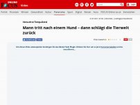 Bild zum Artikel: Versuchte Tierquälerei - Mann tritt nach einem Hund – dann schlägt die Tierwelt zurück