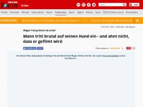 Bild zum Artikel: Wegen Tierquälerei verurteilt - Mann tritt brutal auf seinen Hund ein - und ahnt nicht, dass er gefilmt wird