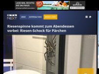 Bild zum Artikel: Riesenspinne kommt zum Abendessen vorbei: Riesen-Schock für Pärchen