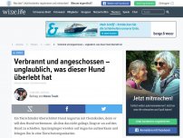 Bild zum Artikel: Verbrannt und angeschossen – unglaublich, was dieser Hund überlebt hat