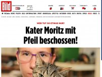 Bild zum Artikel: Kater mit Pfeil beschossen - Moritz, wer hat dir das angetan?