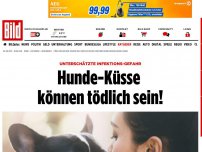 Bild zum Artikel: Infektions-Gefahr - Hunde-Küsse können tödlich sein!