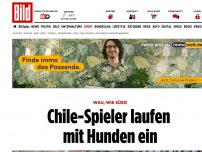 Bild zum Artikel: Wau, wie süß! - Chile-Spieler laufen mit Hunden ein