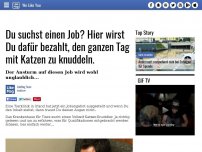 Bild zum Artikel: Du suchst einen Job? Hier wirst Du dafür bezahlt, den ganzen Tag mit Katzen zu knuddeln.