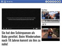 Bild zum Artikel: Sie hat den Schimpansen als Baby gerettet. Beim Wiedersehen nach 18 Jahren kommt sie ihm zu nahe!