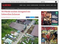 Bild zum Artikel: 70 Pferde suchen dringend ein liebevolles Zuhause