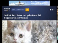 Bild zum Artikel: Selkirk Rex: Katze mit gelocktem Fell begeistert das Internet