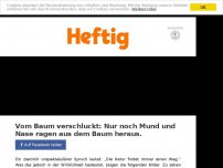 Bild zum Artikel: Vom Baum verschluckt: Nur noch Mund und Nase ragen aus dem Baum heraus.