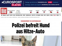 Bild zum Artikel: Eingesperrt im Kofferraum - Polizei befreit Hund aus Hitze-Auto 