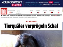 Bild zum Artikel: Mit Holzlatte - Tierquäler verprügeln Schaf