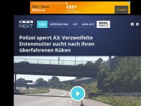 Bild zum Artikel: Polizei sperrt A3: Verzweifelte Entenmutter sucht nach ihren überfahrenen Küken