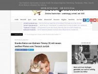 Bild zum Artikel: Kranke Katze von kleinem Timmy (9) mit neuen weißen Pfoten vom Tierarzt zurück