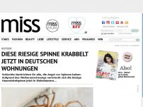 Bild zum Artikel: Achtung! Diese riesige Spinne krabbelt jetzt in deutschen Wohnungen