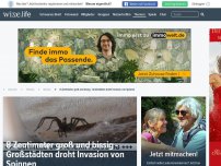 Bild zum Artikel: 8 Zentimeter groß und bissig - Großstädten droht Invasion von Spinnen