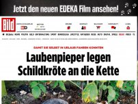 Bild zum Artikel: Tierschützer retteten sie - Laubenpieper legen Schildkröte an die Kette