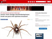 Bild zum Artikel: 2017 laut Experte außerordentlich viele Tiere - Immer mehr bissige Hauswinkelspinnen: Droht uns jetzt eine Spinnen-Invasion?